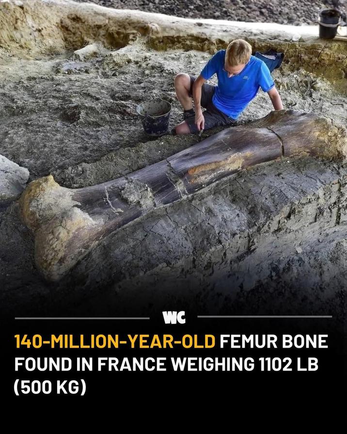 WC 140-MILLION-YEAR-OLD FEMUR BONE FOUND IN FRANCE WEIGHING 1102 LB (500 KG)