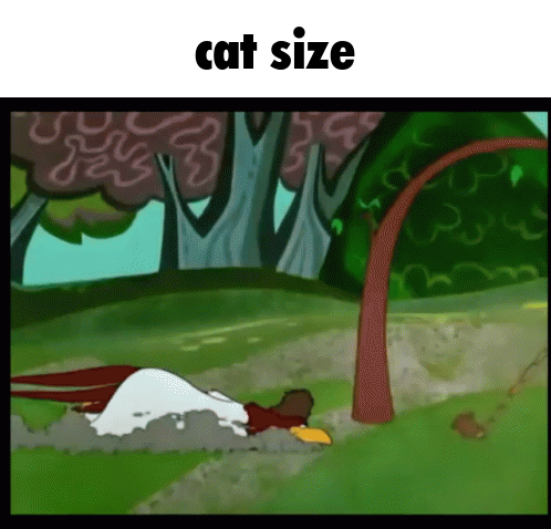 cat size