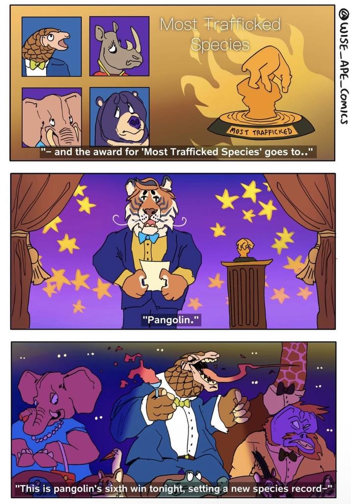 Most Trafficked Species @WISE_APE_COMICS MOST TRAFFICKED and the award for 'Most Trafficked Species' goes to.." "Pangolin." : : "This is pangolin's sixth win tonight, setting a new species record-'