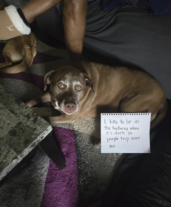 C I like to lie in the hallway when it's dark so people trip over me