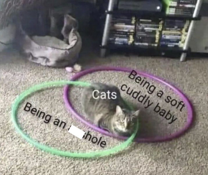 Being a soft cuddly baby Cats Being an hole