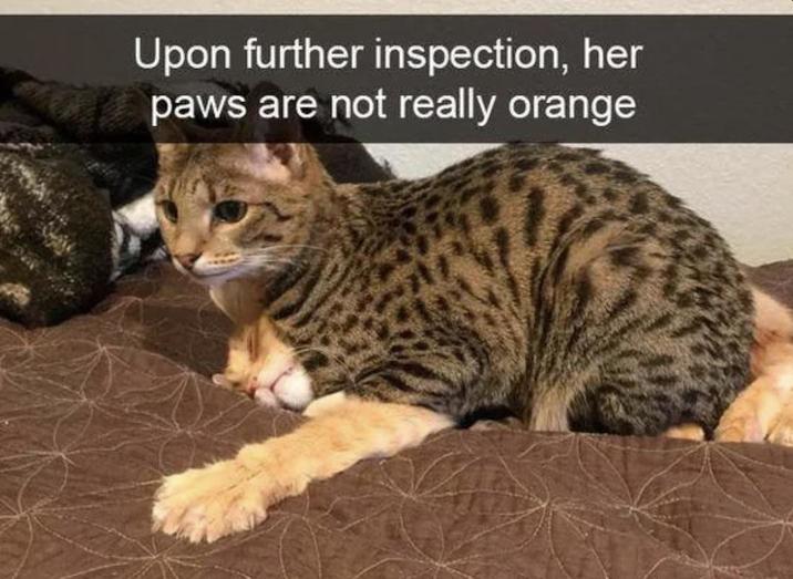 Upon further inspection, her paws are not really orange