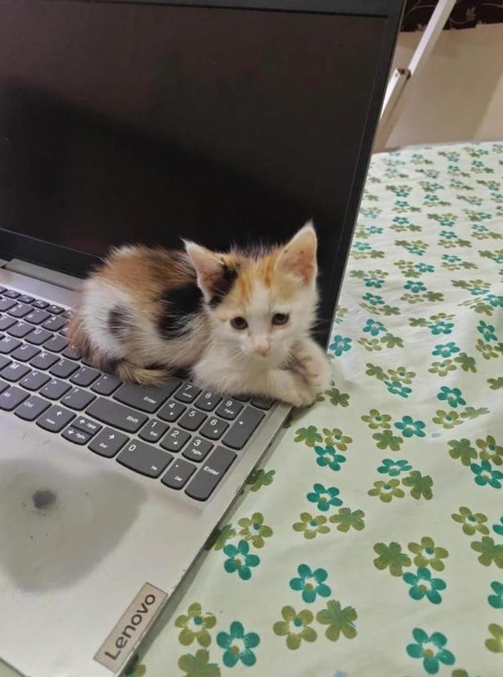 Cer 8 9 4 15 6 Enter Shin 0 1 2 2 → 3 Chaill Enter Lenovo 蔬菜