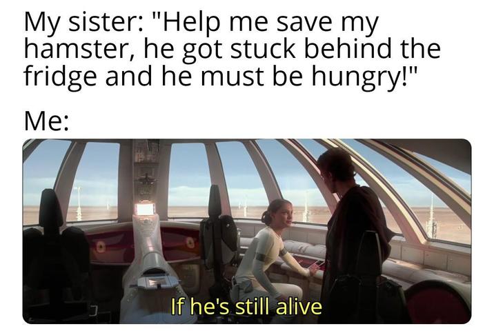 My sister: "Help me save my hamster, he got stuck behind the fridge and he must be hungry!" Me: J If he's still alive