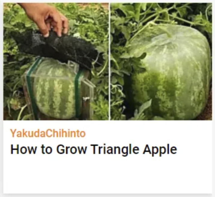 YakudaChihinto How to Grow Triangle Apple