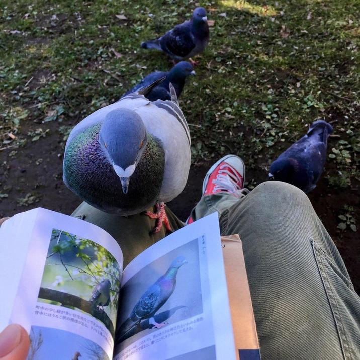 背中にほうろこ状のがある。 サバト 町中の少し緑が多い住宅地などで見かけるハ ハト このドバト 胃のあたりは色といわれる 下で見るとして見える。