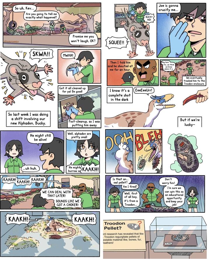 So uh, Kev... Are you going to tell me exactly what happened? edinosaurcomics "SKWA!! Promise me you won't laugh, OK? MWAH! SQUEE!! BUCKY Joe is gonna crucify me... NO! Then I told him and he shouted at me for an hour. Hey boss Yes, we think we know where it is. Got it all cleaned up for ya! Be good! I know it's a complete shot in the dark EeeEeeUrr! We eventually tracked him to the Troodon enclosure. So last week I was doing a shift involving our new Alphadon, Bucky. He might still be alive! ...uh huh. KAAKH! KAAKH! KAAKH! Post-cleanup, as I was putting him away Well, alphadon are pretty small He might KAAKH! burrow so WE CAN DEAL WITH THAT LATER! SOUNDS LIKE WE GOT A CHOKER! OCH Is that an... owl pellet? BLE Am I fired? Well, first of all boy, it's from a Troodon... Don't worry Kev! I'm sure we can spin this as an educational opportunity and keep your job! But if we're lucky- 3 KAAKH! ฤท си KAAKH! Troodon Pellet? ent research has revealed that like Troodon regurgitate pellets of estable material like, bones, fur, feathers!