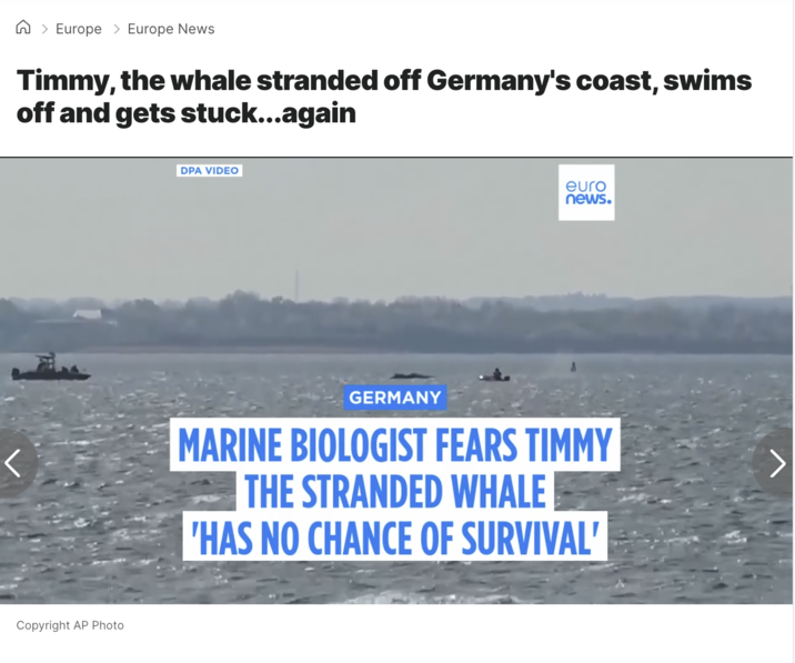 > Europe > Europe News Timmy, the whale stranded off Germany's coast, swims off and gets stuck...again Copyright AP Photo DPA VIDEO euro news. GERMANY MARINE BIOLOGIST FEARS TIMMY THE STRANDED WHALE 'HAS NO CHANCE OF SURVIVAL'
