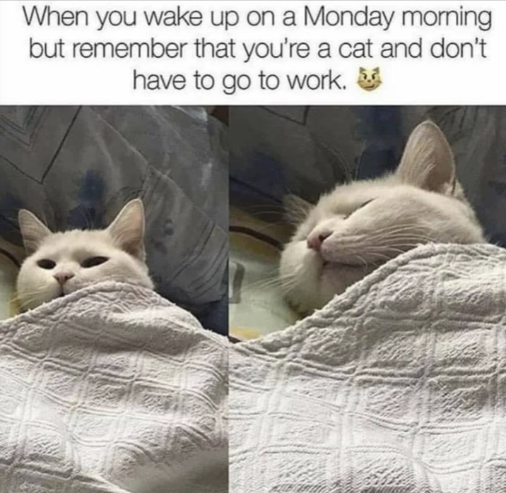 When you wake up on a Monday morning but remember that you're a cat and don't have to go to work.