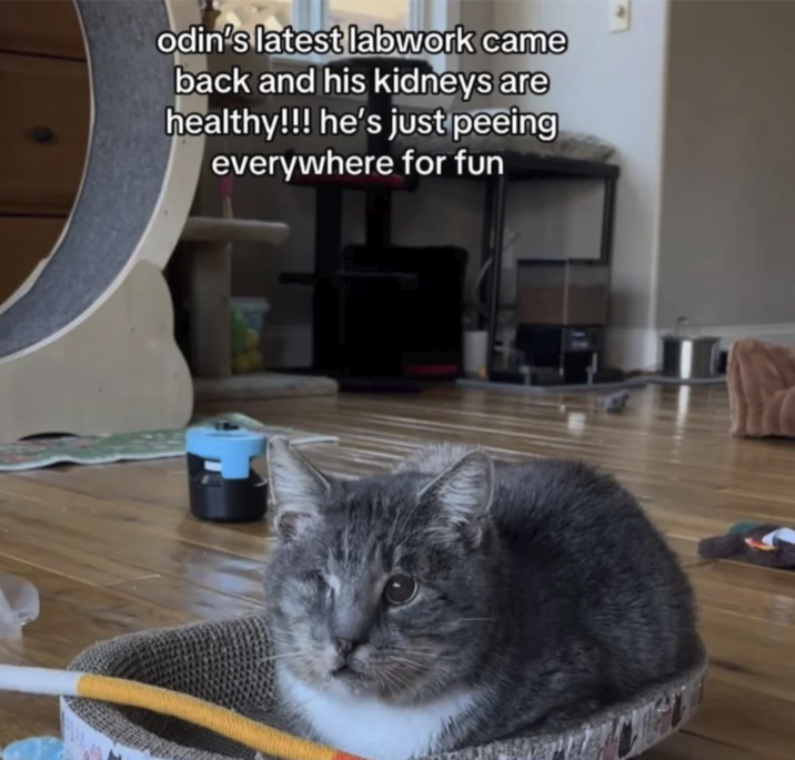 odin's latest labwork came back and his kidneys are healthy!!! he's just peeing everywhere for fun