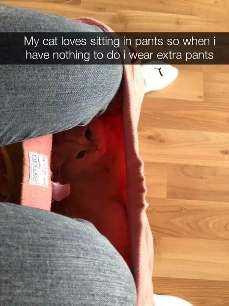 esmara My cat loves sitting in pants so when i have nothing to do i wear extra pants