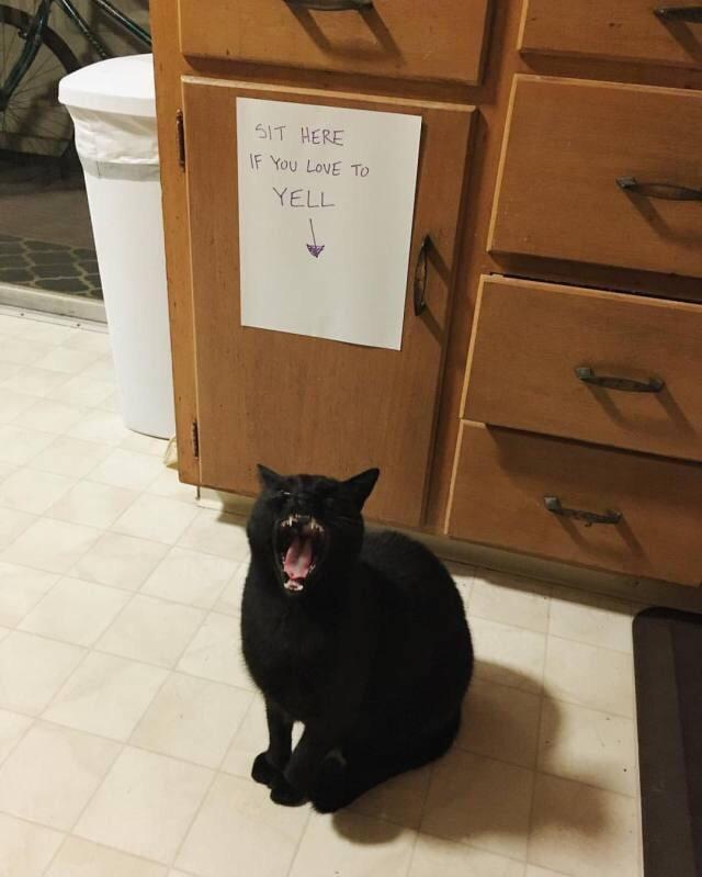 SIT HERE IF YOU LOVE TO YELL
