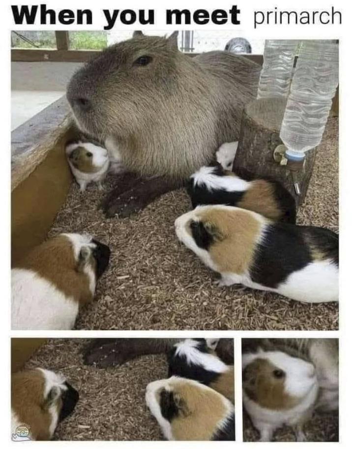 When you meet primarch
