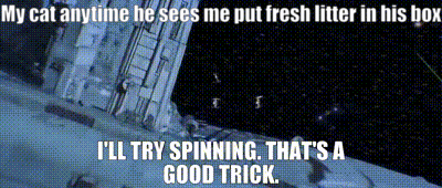 My cat anytime he sees me put fresh litter in his box I'LL TRY SPINNING. THAT'S A GOOD TRICK.