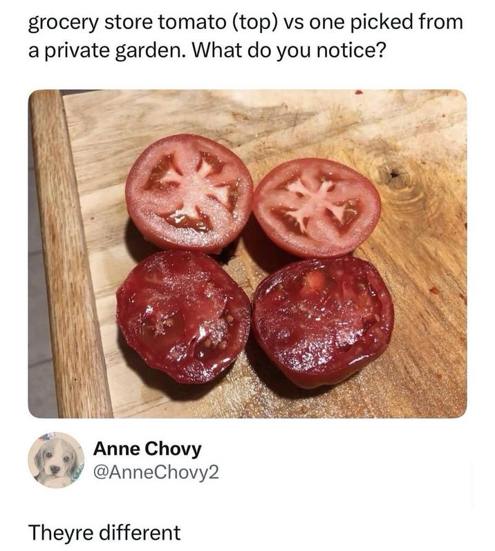 grocery store tomato (top) vs one picked from a private garden. What do you notice? Anne Chovy @AnneChovy2 Theyre different