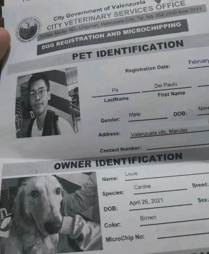 ur City Government of Valenzuela CITY VETERINARY SERVICES OFFICE Rubber Mester RD Lingunan, Valenzuela City: Tel. No. 352-2000 local 2111 DOG REGISTRATION AND MICROCHIPPING PET IDENTIFICATION Registration Date: February Pe Dei Paulo LastName First Name Male Gender: Nove DOB: Address: Valenzuela city, Marulas Contact Number: OWNER IDENTIFICATION Louie Name: Canine Species: Breed: April 26, 2021 DOB: Brown Color: MicroChip No: