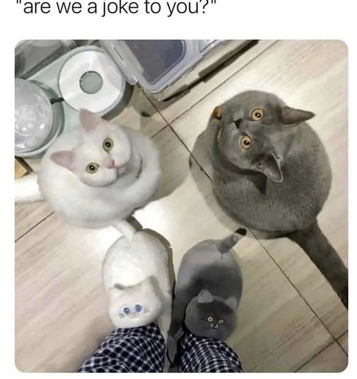 "are we a joke to you?"
