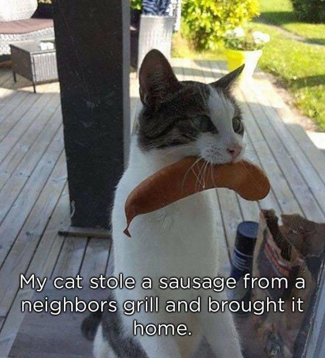 My cat stole a sausage from a neighbors grill and brought it home.