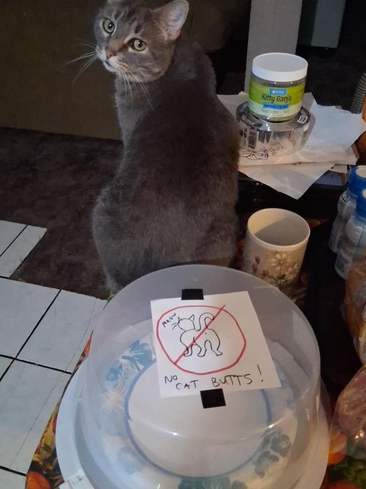 Meow 20 CAT BUTTS! Kitty G----