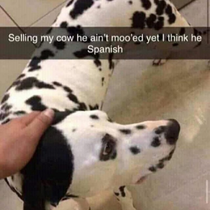 Selling my cow he ain't moo'ed yet I think he Spanish