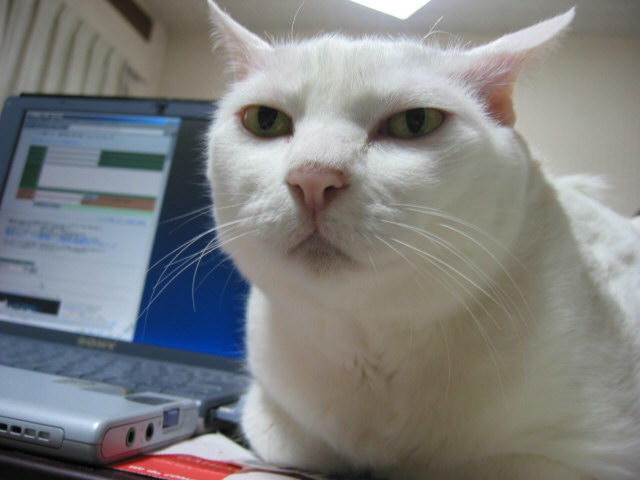The original, unedited image of the Crying Cat and the Serious Cat meme. Recently rediscovered by Redditor randomguy9I.