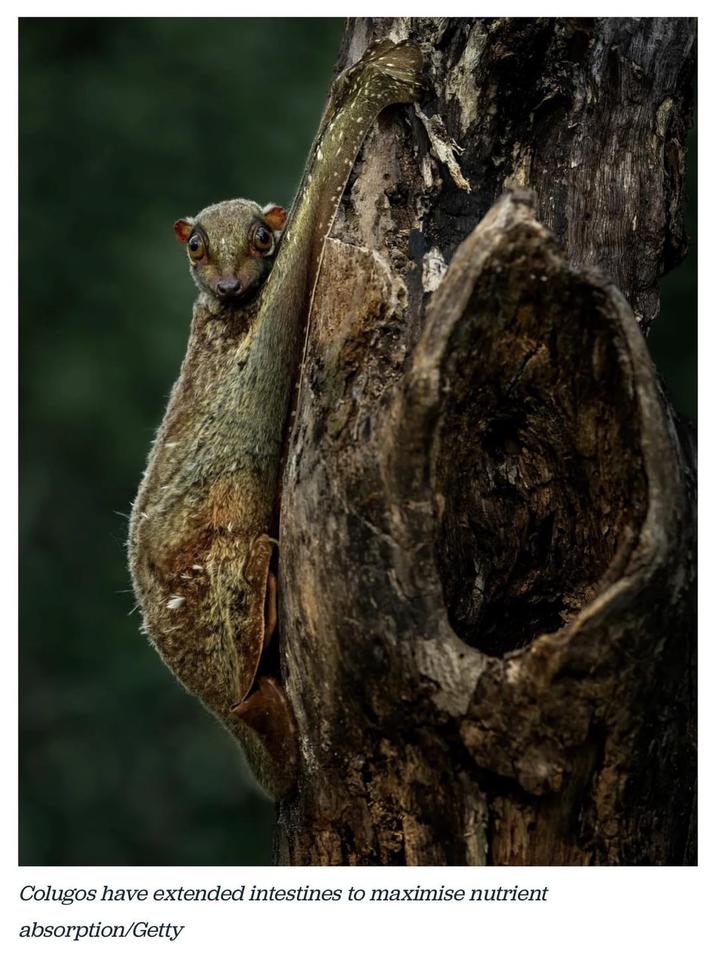 Colugos have extended intestines to maximise nutrient absorption/Getty
