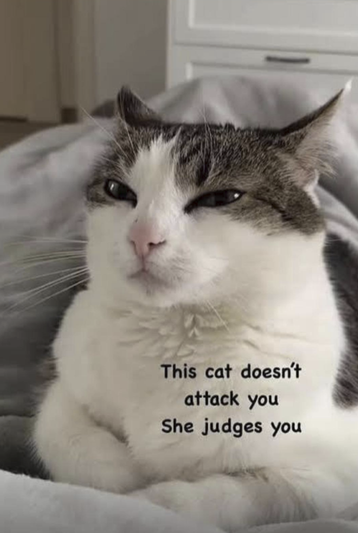 This cat doesn't attack you She judges you