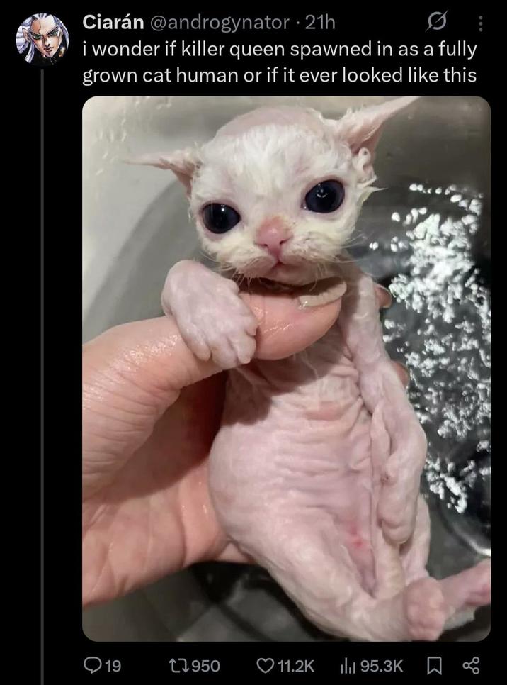 Ciarán @androgynator ⚫ 21h 0 i wonder if killer queen spawned in as a fully grown cat human or if it ever looked like this 19 17950 ❤11.2K ılıı 95.3K