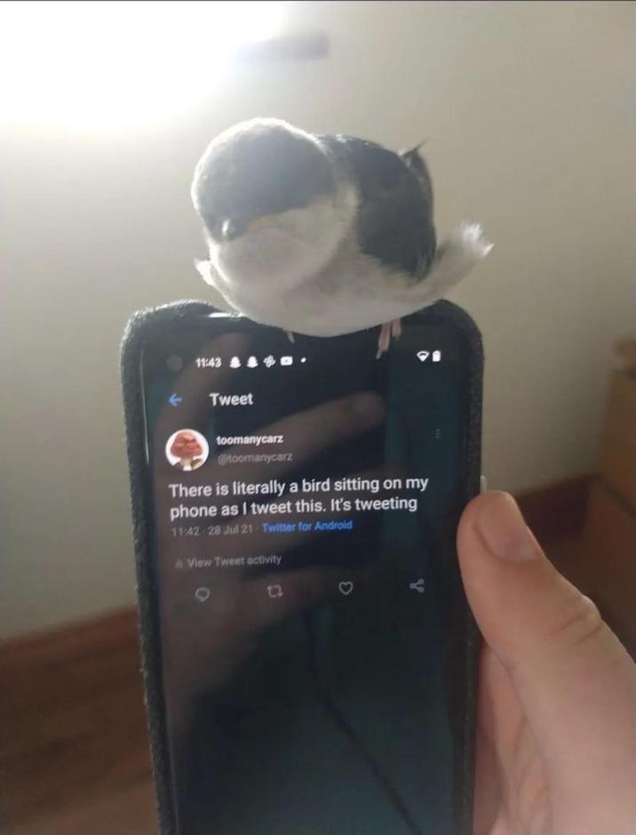 11:43 Tweet toomanycarz @toomanycarz There is literally a bird sitting on my phone as I tweet this. It's tweeting 11:42 28 Jul 21 Twitter for Android & View Tweet activity D