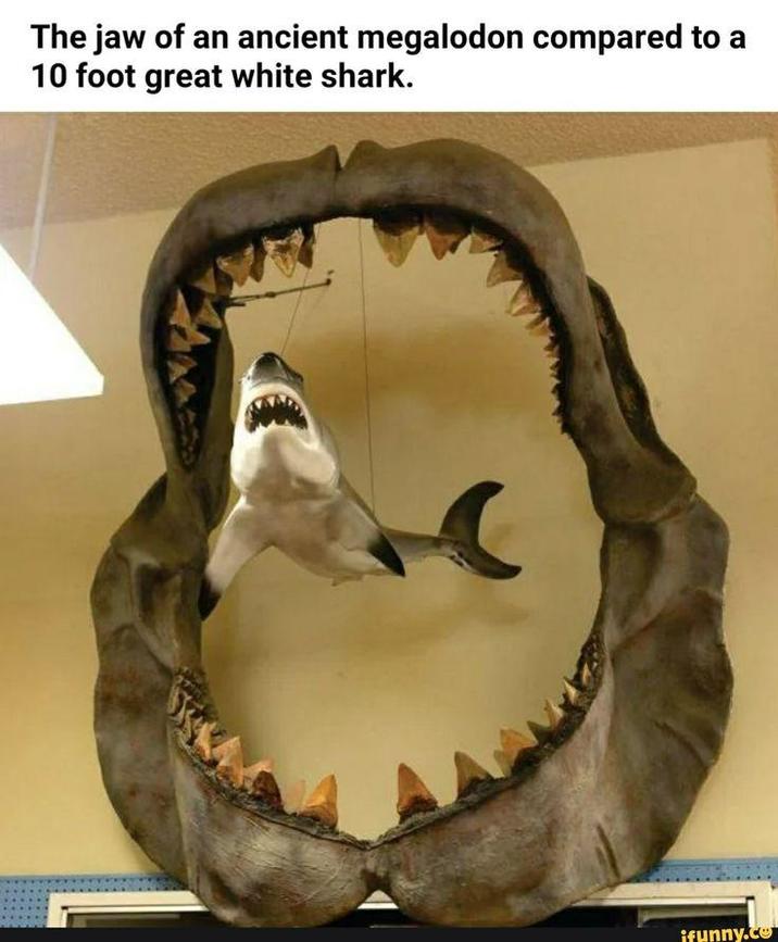 The jaw of an ancient megalodon compared to a 10 foot great white shark. ifunny.co