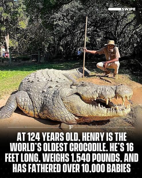 SWIPE AT 124 YEARS OLD, HENRY IS THE WORLD'S OLDEST CROCODILE. HE'S 16 FEET LONG, WEIGHS 1,540 POUNDS, AND HAS FATHERED OVER 10,000 BABIES