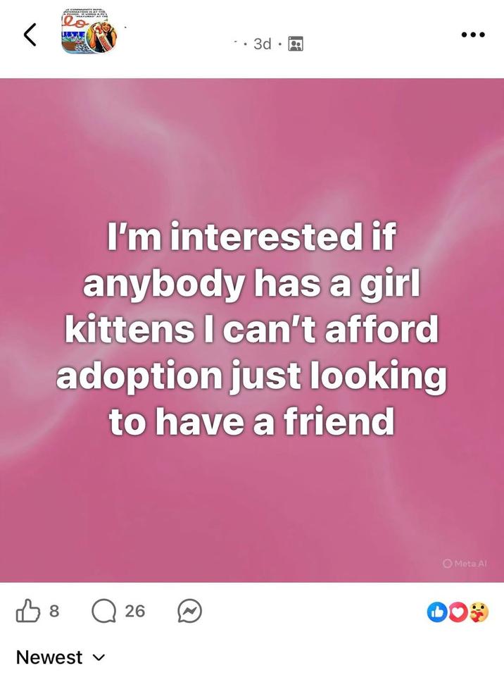 lo • 3d. I'm interested if anybody has a girl kittens I can't afford adoption just looking to have a friend O Meta Al 8 ☐ 26 Newest ✓ DO