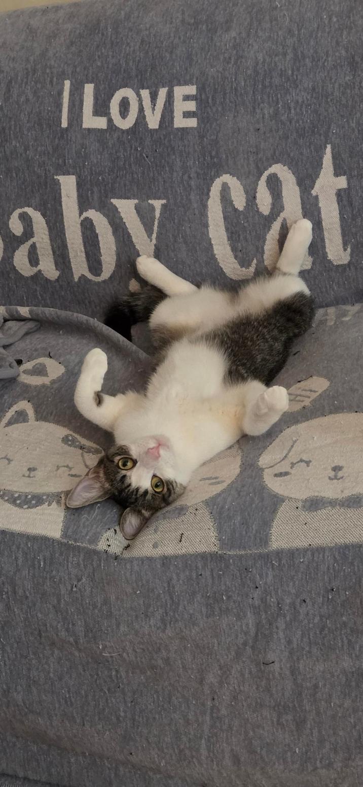 I LOVE aby cat I