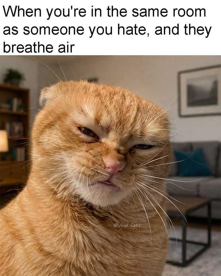 When you're in the same room as someone you hate, and they breathe air @Viral Cats