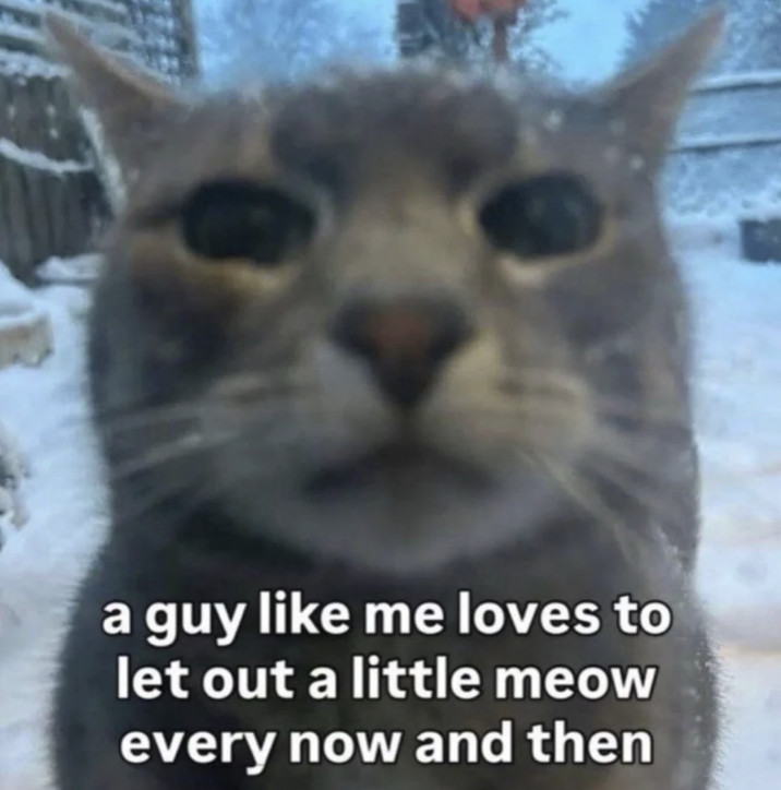 a guy like me loves to let out a little meow every now and then