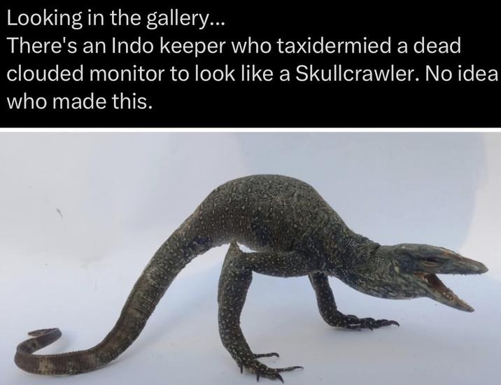 Looking in the gallery... There's an Indo keeper who taxidermied a dead clouded monitor to look like a Skullcrawler. No idea who made this.