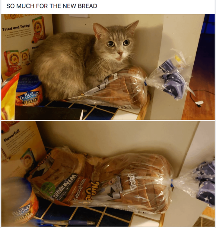 SO MUCH FOR THE NEW BREAD MORE Tried and Tasty! yes and 04T Flavorfull Flave ROTEIN BLUE DIAMOND ALMONOS BOLD Habanero BBO BLUE D ONDR BOLD ero spo Oth Whole Gra 100% Whole W Our? OR OF TAL WIN RIZES BET an AL