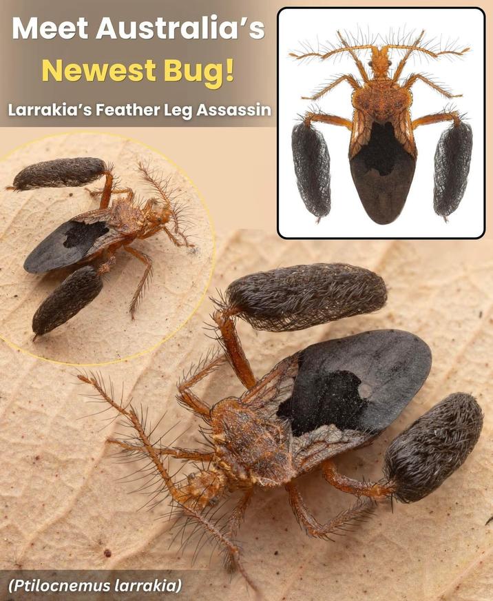 Meet Australia's Newest Bug! Larrakia's Feather Leg Assassin (Ptilocnemus larrakia)