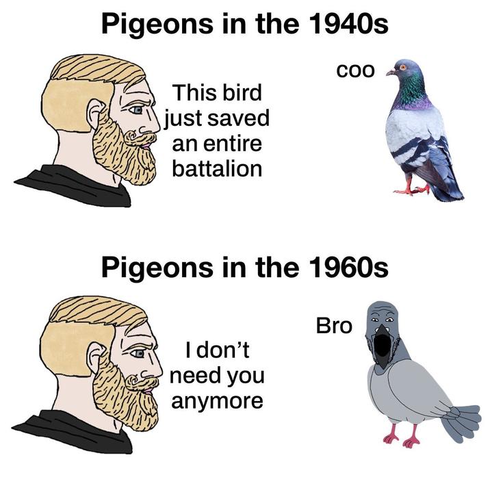 Pigeons in the 1940s This bird just saved an entire battalion COO Pigeons in the 1960s I don't need you anymore Bro