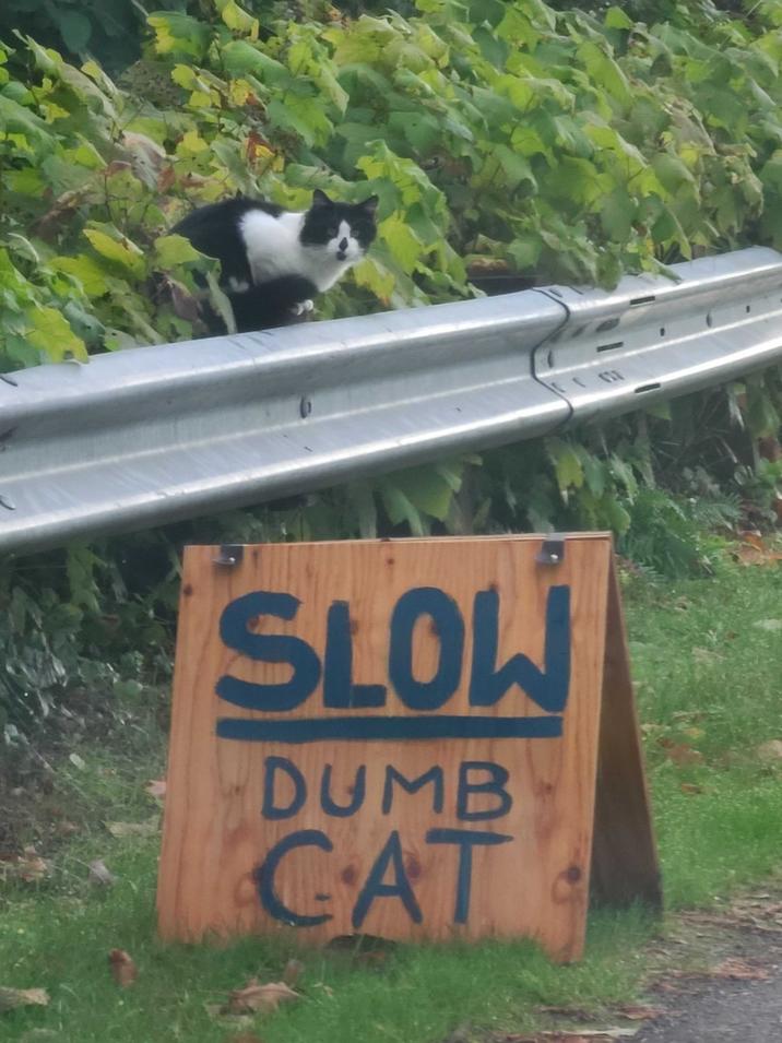 SLOW DUMB CAT