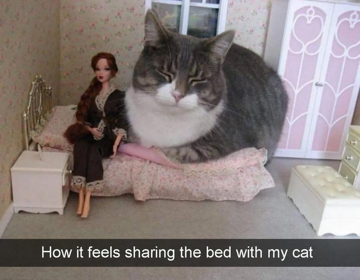 How it feels sharing the bed with my cat