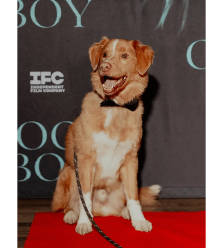 BOY C HFC INDEPENDENT FILM COMPANY OC 30