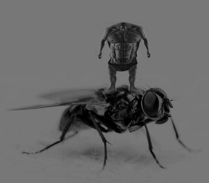 A meme showing GigaChad riding on a giant fly. This is known as Gigafly.