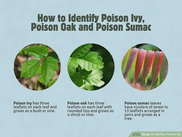 How to Identify Poison Ivy, Poison Oak and Poison Sumac Poison ivy has three leaflets on each leaf and grows as a bush or vine. Poison oak has three leaflets on each leaf with rounded tips and grows as a shrub or vine. Poison sumac leaves have clusters of seven to 13 leaflets arranged in pairs and grows as a tree. wiki How to Identify Poison Ivy