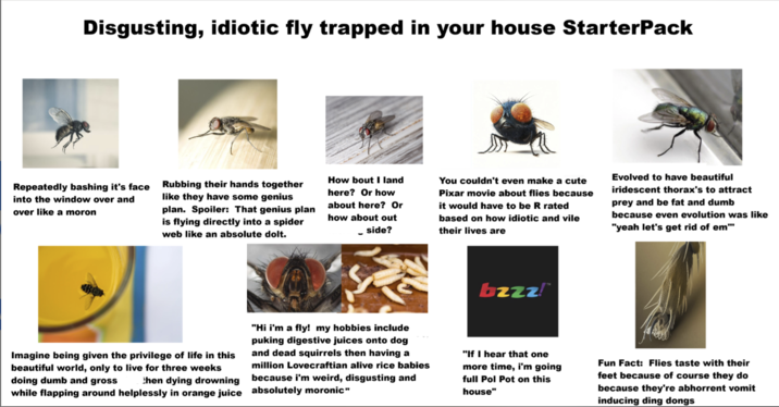Disgusting, idiotic fly trapped in your house StarterPack Repeatedly bashing it's face into the window over and over like a moron Rubbing their hands together like they have some genius How bout I land here? Or how plan. Spoiler: That genius plan about here? Or is flying directly into a spider web like an absolute dolt. how about out _side? You couldn't even make a cute Pixar movie about flies because it would have to be R rated based on how idiotic and vile their lives are Evolved to have beautiful iridescent thorax's to attract prey and be fat and dumb because even evolution was like "yeah let's get rid of em"" bzzz!™ Imagine being given the privilege of life in this beautiful world, only to live for three weeks doing dumb and gross then dying drowning while flapping around helplessly in orange juice "Hi i'm a fly! my hobbies include puking digestive juices onto dog and dead squirrels then having a million Lovecraftian alive rice babies because i'm weird, disgusting and absolutely moronic" "If I hear that one more time, i'm going full Pol Pot on this house" Fun Fact: Flies taste with their feet because of course they do because they're abhorrent vomit inducing ding dongs