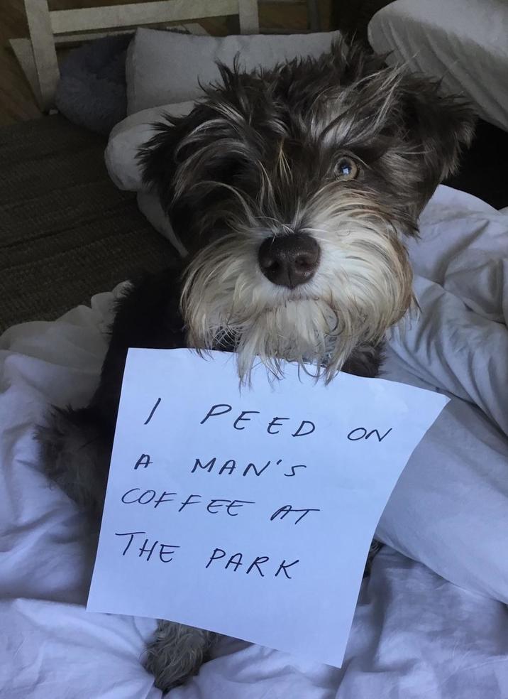 | PEED ON A MAN'S COFFEE AT THE PARK