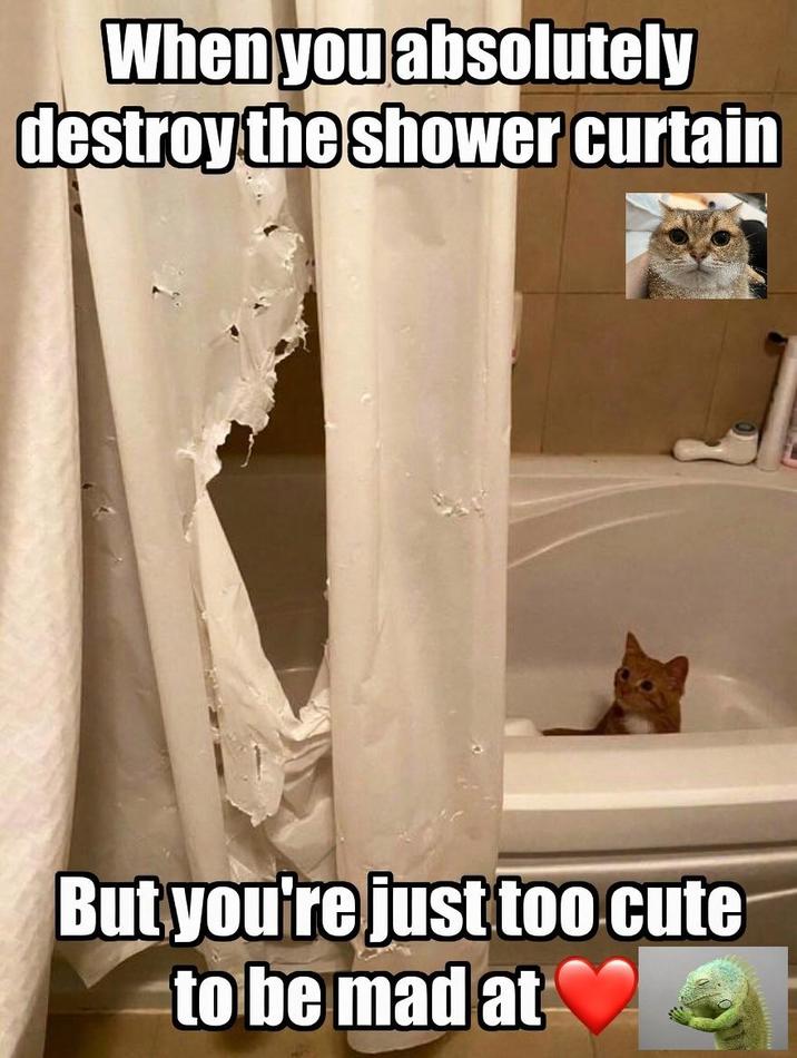 When you absolutely destroy the shower curtain But you're just too cute to be mad at
