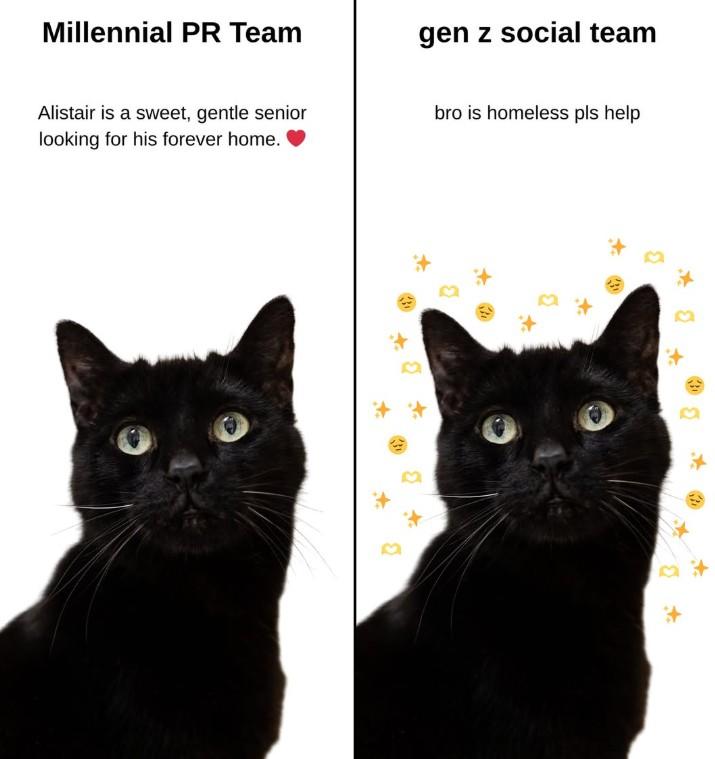 Millennial PR Team Alistair is a sweet, gentle senior looking for his forever home. gen z social team bro is homeless pls help +