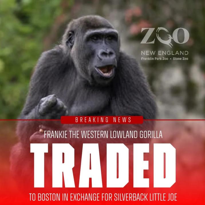ZOO NEW ENGLAND Franklin Park Zoo • Stone Zoo BREAKING NEWS FRANKIE THE WESTERN LOWLAND GORILLA TRADED TO BOSTON IN EXCHANGE FOR SILVERBACK LITTLE JOE