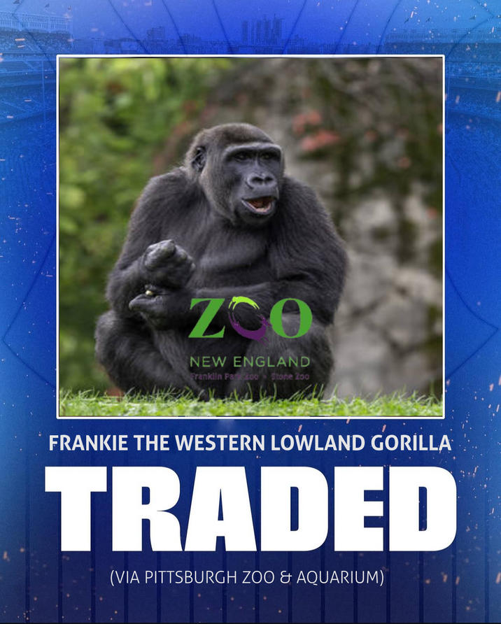 ZOO NEW ENGLAND Franklin Park Zoo Stone Zoo FRANKIE THE WESTERN LOWLAND GORILLA TRADED (VIA PITTSBURGH ZOO & AQUARIUM)